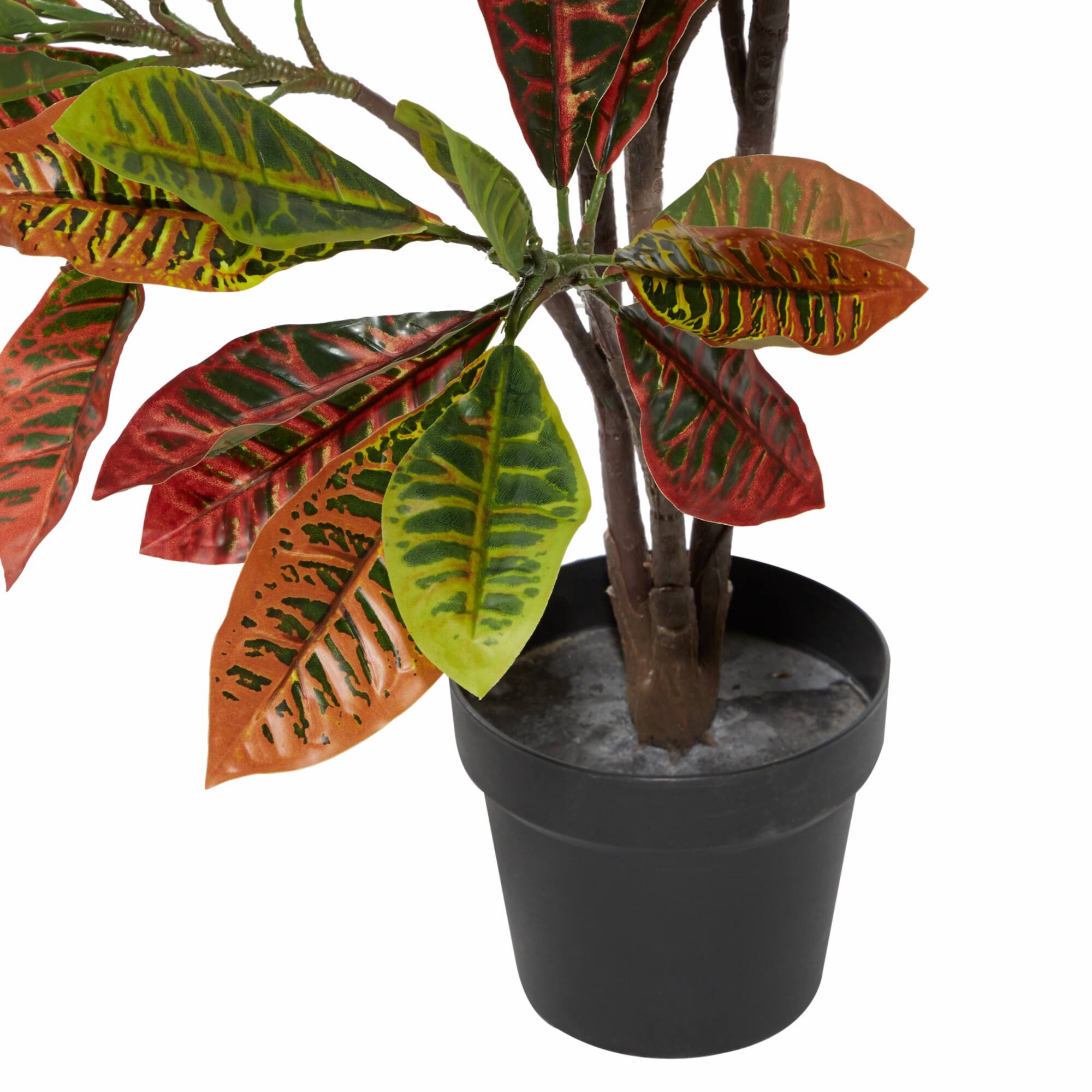 46" Potted Croton Shrub Tree